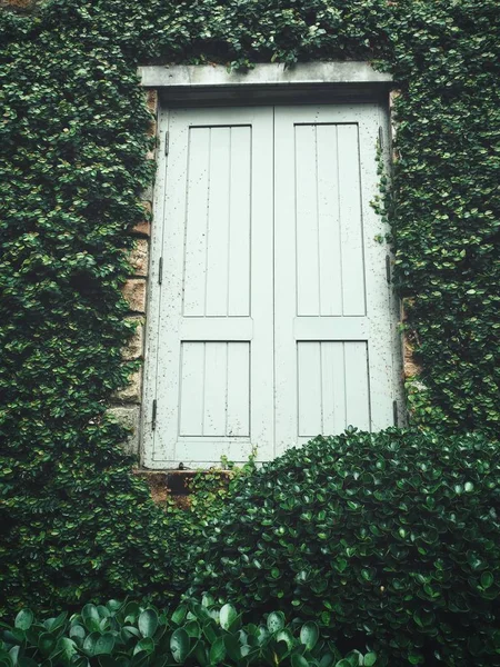 Старые Окна Зелеными Листьями — стоковое фото