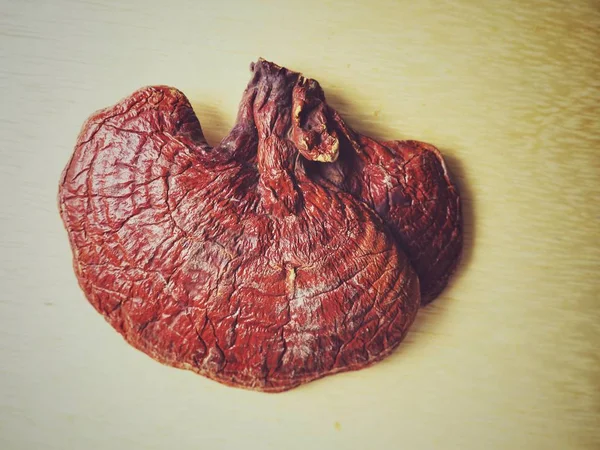 Ganoderma Lucidum Ling Zhi Gombát — Stock Fotó