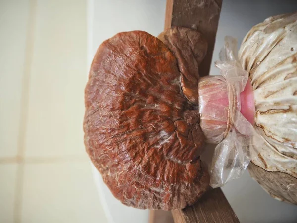 凌芝蘑菇 — 图库照片