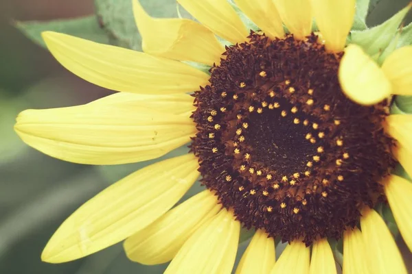 Gros plan sur le tournesol jaune — Photo