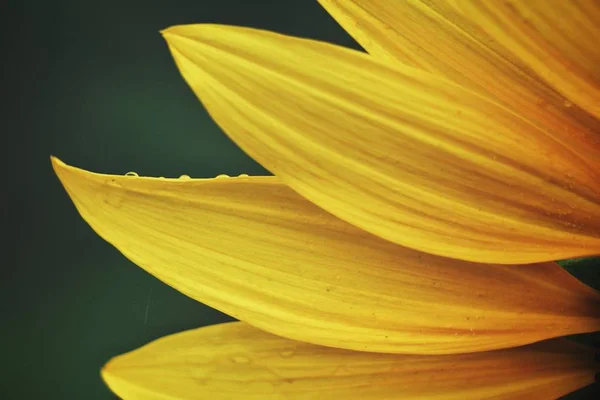 Sunflower — Stock Photo, Image