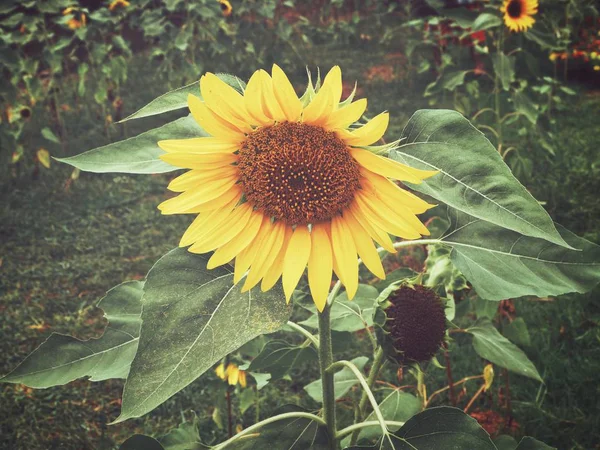 Gros plan du champ de tournesols — Photo