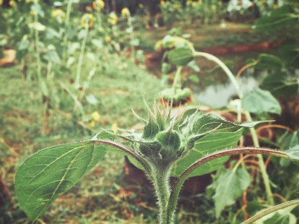 Sonnenblumenfeld — Stockfoto