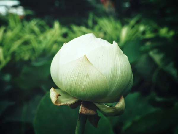 Nahaufnahme der weißen Lotusblume — Stockfoto