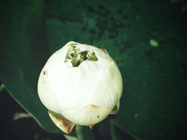 Weiße Lotusblume — Stockfoto