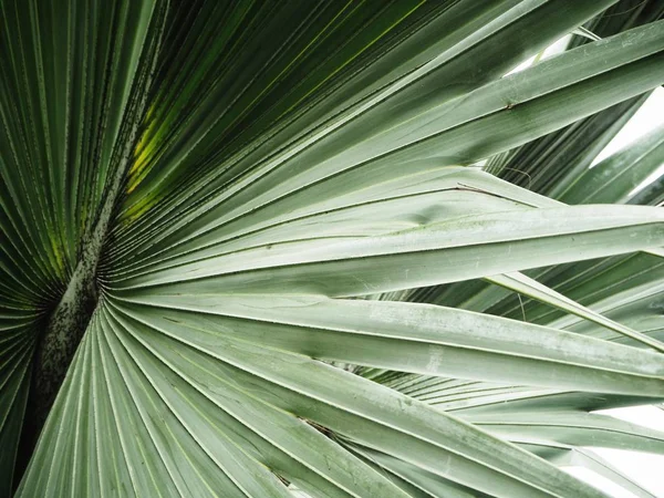 Tropical palma deixa textura de fundo — Fotografia de Stock