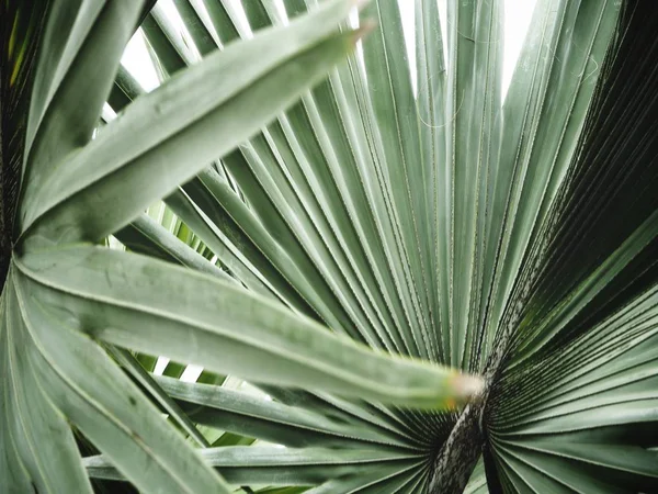 Hojas de palmeras —  Fotos de Stock