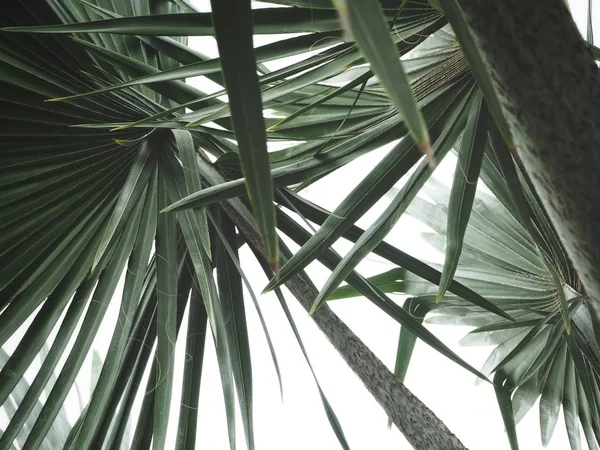 Palms leaves — Stock Photo, Image