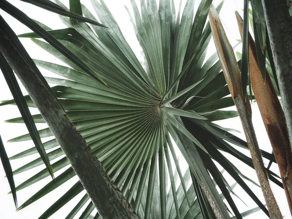 Palma tropical hojas textura de fondo —  Fotos de Stock