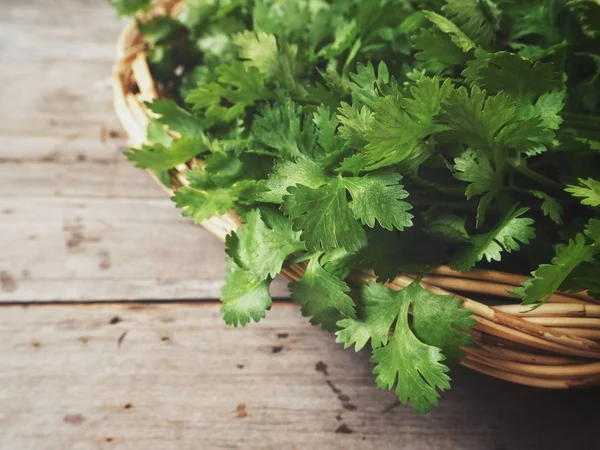 Primer plano de cilantro verde —  Fotos de Stock