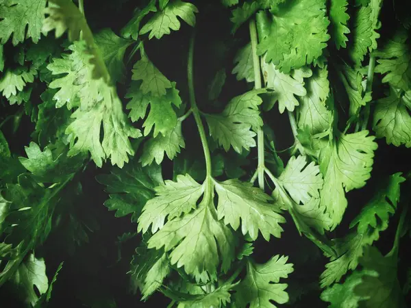 Close up of green coriander — Stock Photo, Image