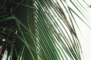 Hindistan cevizi hurma tropikal yeşil yaprakları