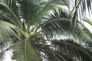 Hindistan cevizi ağacı üzerinde demet