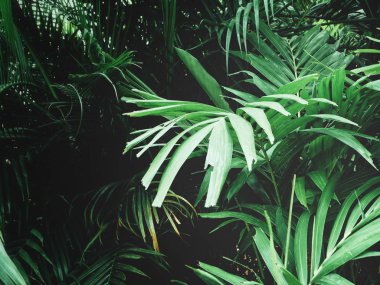 Arka plan doku tropikal palmiye yaprakları