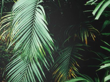 Arka plan doku tropikal palmiye yaprakları