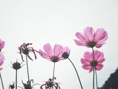 Pembe kozmos çiçekleri beyaz arka plan üzerinde izole