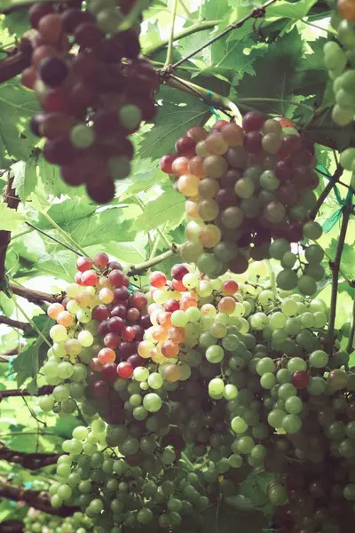 Röda druvor hängande i vingården — Stockfoto