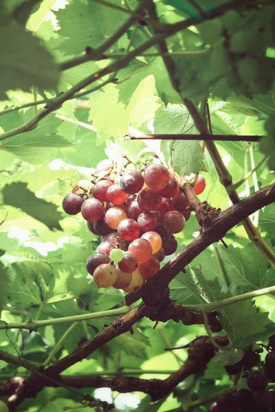 Uvas rojas colgando en el viñedo — Foto de Stock