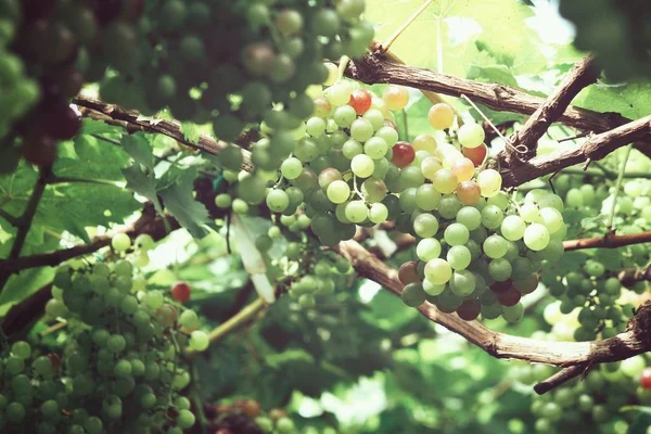 Uvas rojas colgando en el viñedo — Foto de Stock