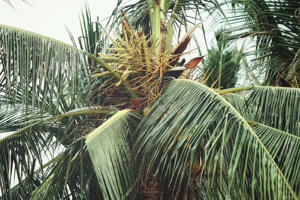 Sekelompok kelapa di pohon — Stok Foto