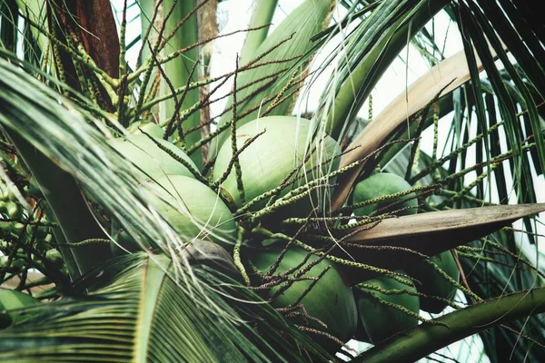 Kokosnuss auf Baum — Stockfoto