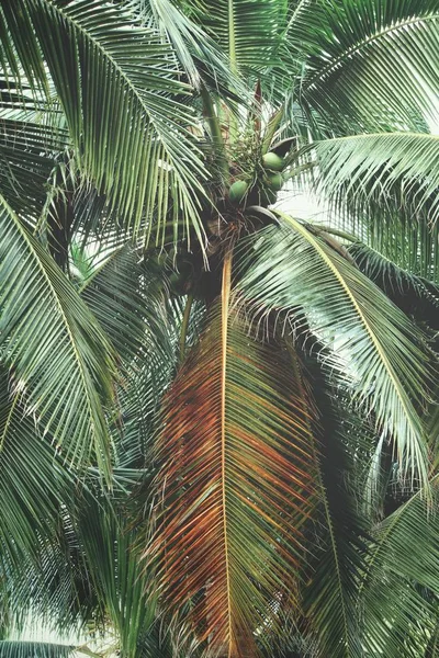 Kokosnuss auf Baum — Stockfoto