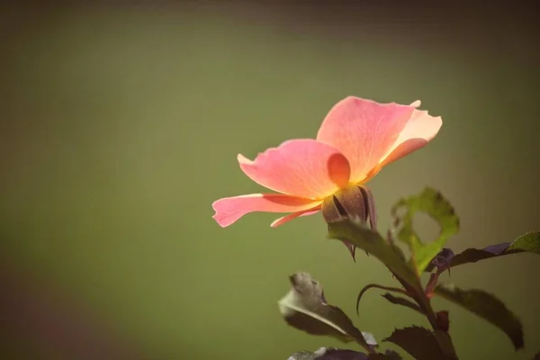 美丽的粉红色花与叶子 — 图库照片