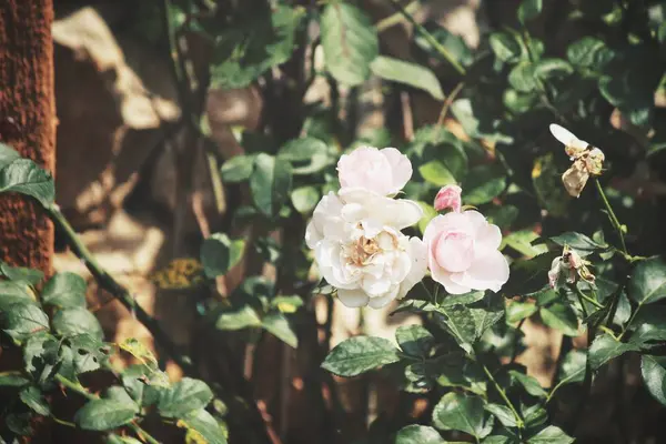 아름 다운 장미 꽃 빈티지 스타일 — 스톡 사진