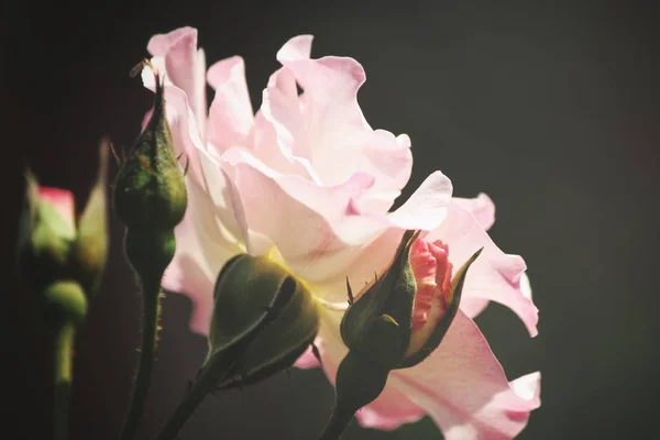 Güzel pembe gül çiçek vintage tarzı — Stok fotoğraf