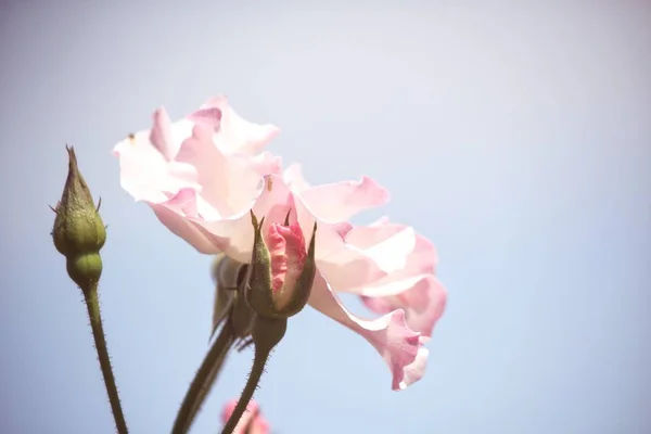 美しいピンクのバラの花ビンテージ スタイル — ストック写真