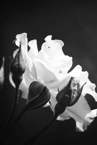 Svart og hvit roseblomst – stockfoto