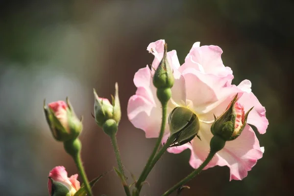 美丽的粉红色玫瑰花复古风格 — 图库照片