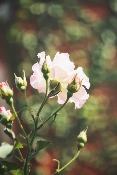 Mooie roze roze bloem vintage stijl — Stockfoto