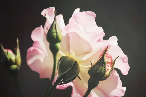 Bella rosa rosa fiore stile vintage — Foto Stock