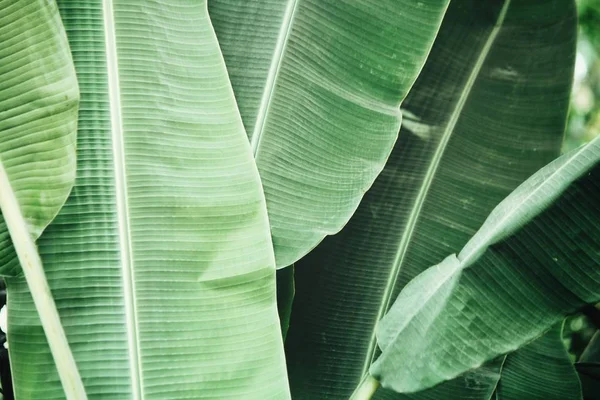 Gyönyörű zöld banán levelei — Stock Fotó