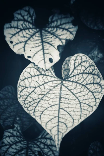 Hermosa de hojas estilo vintage — Foto de Stock
