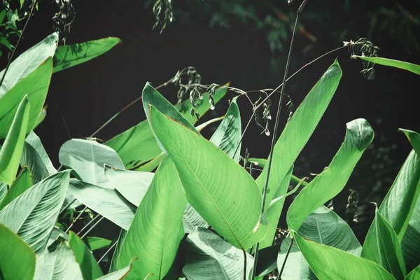 Piękne zielone liście tropikalne — Zdjęcie stockowe