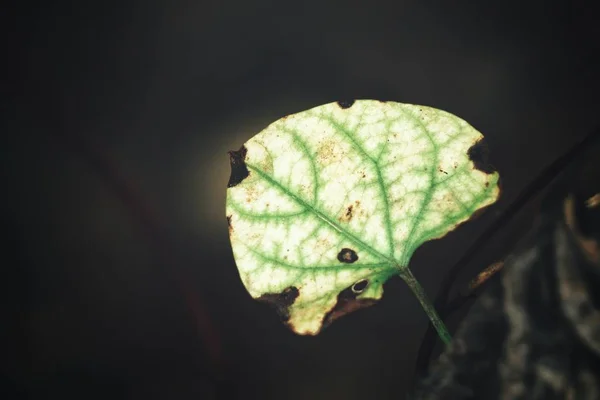 黑色背景上的绿叶 — 图库照片