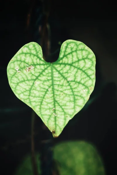 Green leaves on black background — Stock Photo, Image