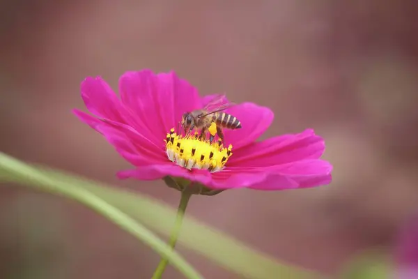 Пчела с розовыми цветами космоса — стоковое фото