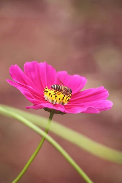 Пчела с розовыми цветами космоса — стоковое фото