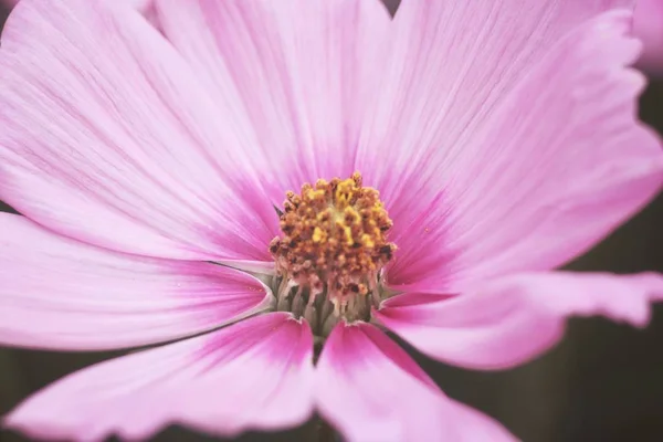 Krásné růžové Kosmos květin — Stock fotografie