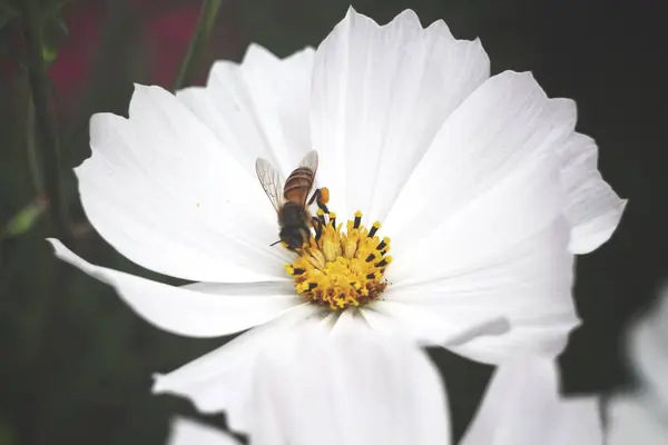 Пчела с белыми цветами космоса — стоковое фото