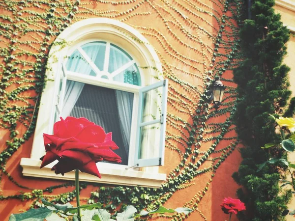 Hermosa flor de rosa con ventana —  Fotos de Stock