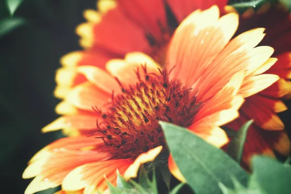 거 버 붉은 꽃의 아름 다운 — 스톡 사진