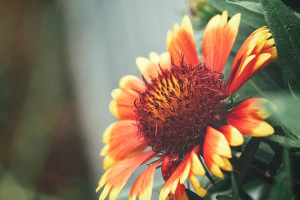 Beautiful of gerber red flowers — Stock Photo, Image