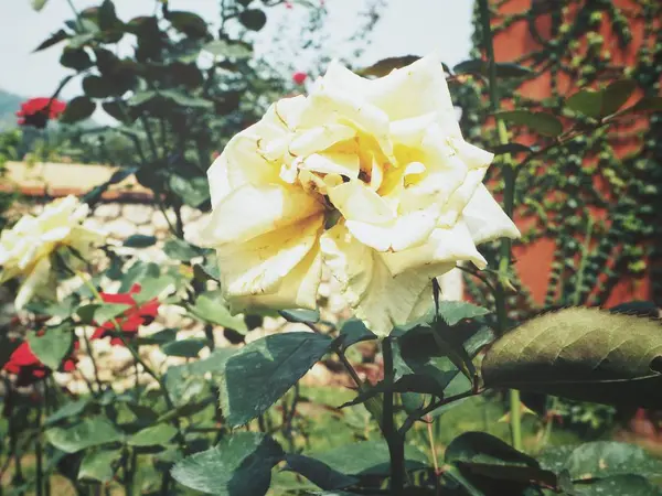 Belo amarelo rosa flor estilo vintage — Fotografia de Stock