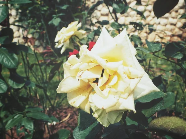 Gyönyörű Sárga Rózsa virág vintage stílusú — Stock Fotó