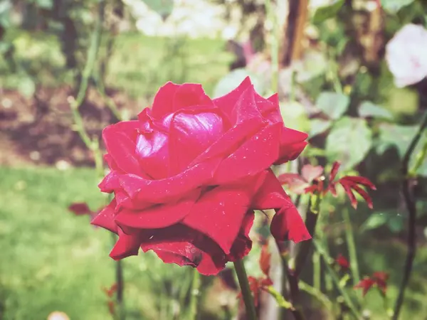 Krásný červený květ růže vintage styl — Stock fotografie