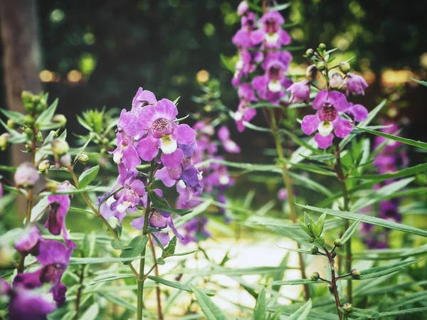 Vacker lila salvia blommor vintage stil — Stockfoto